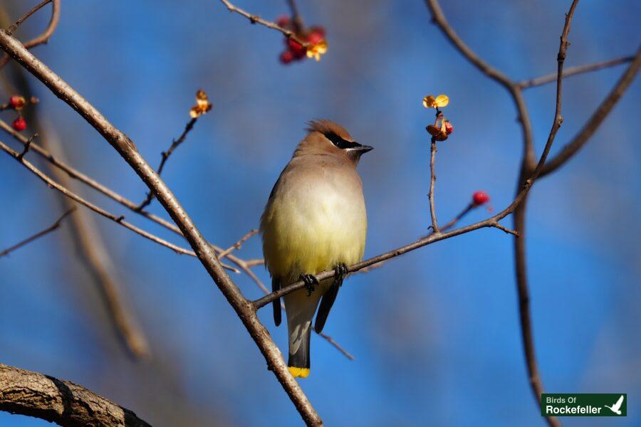 A bird perched on a tree branch.