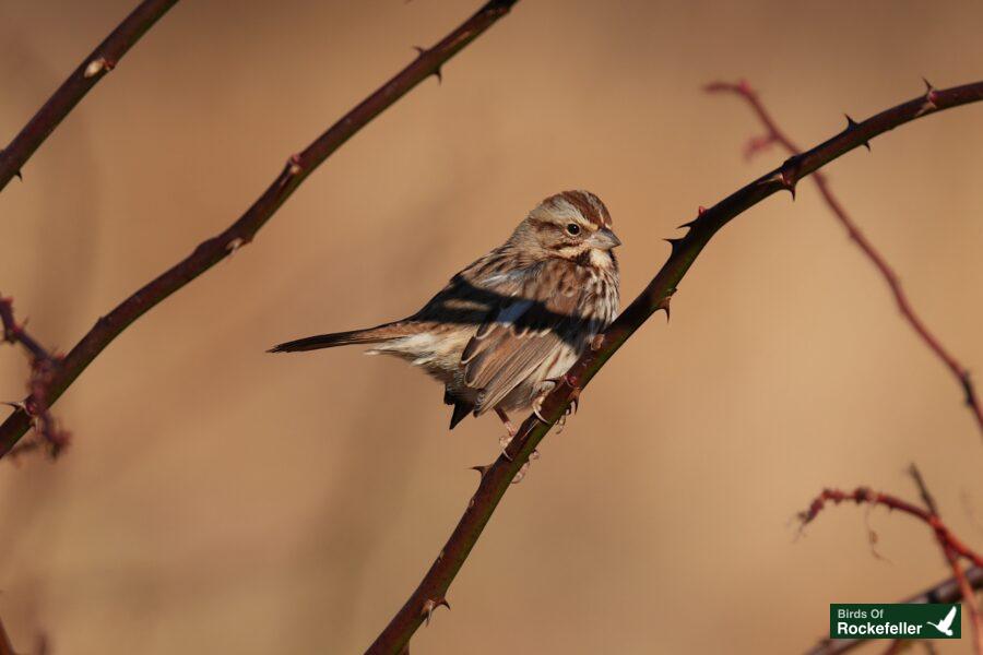 A bird perched on a twig.