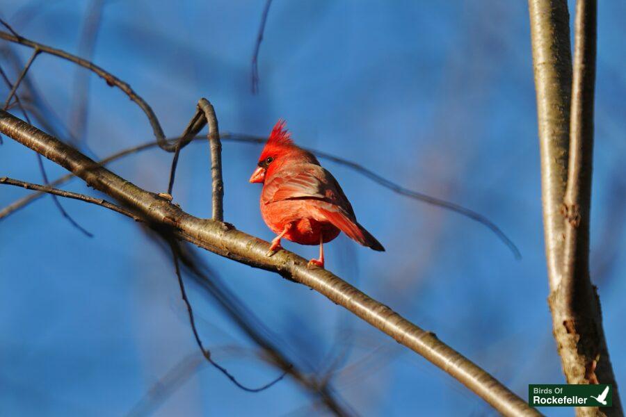 A red cardinal perched on a bare tree branch.