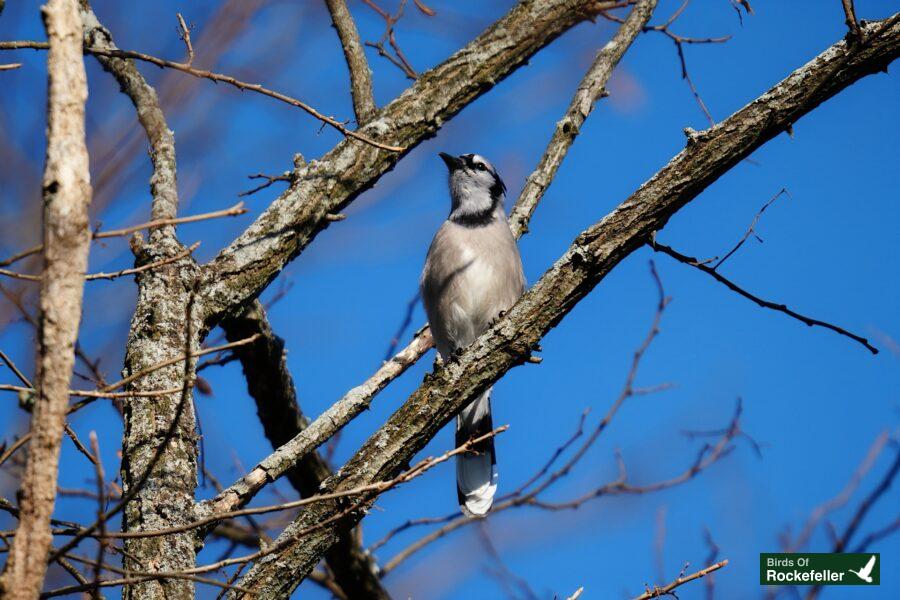 A bird perched on a tree branch.