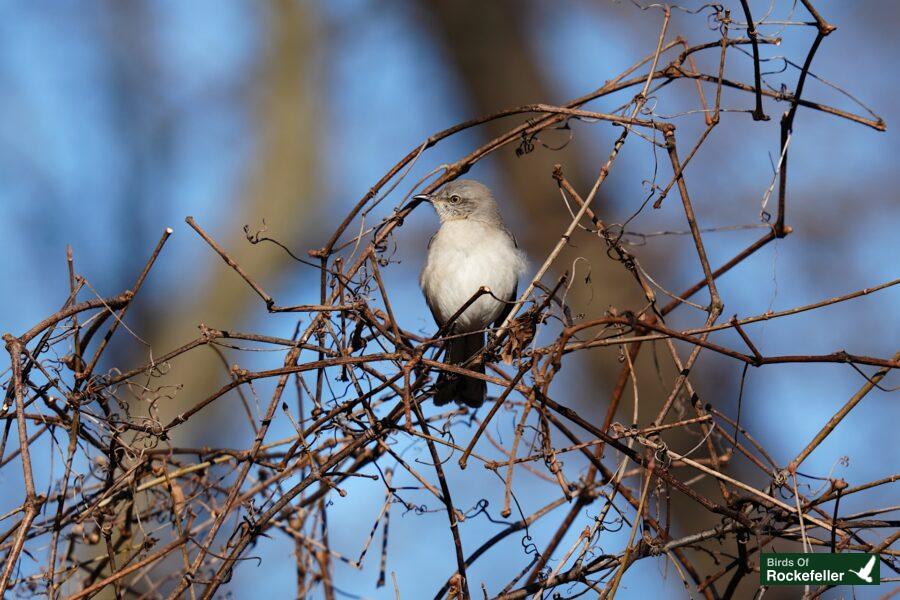 A bird perched on a branch with no leaves.