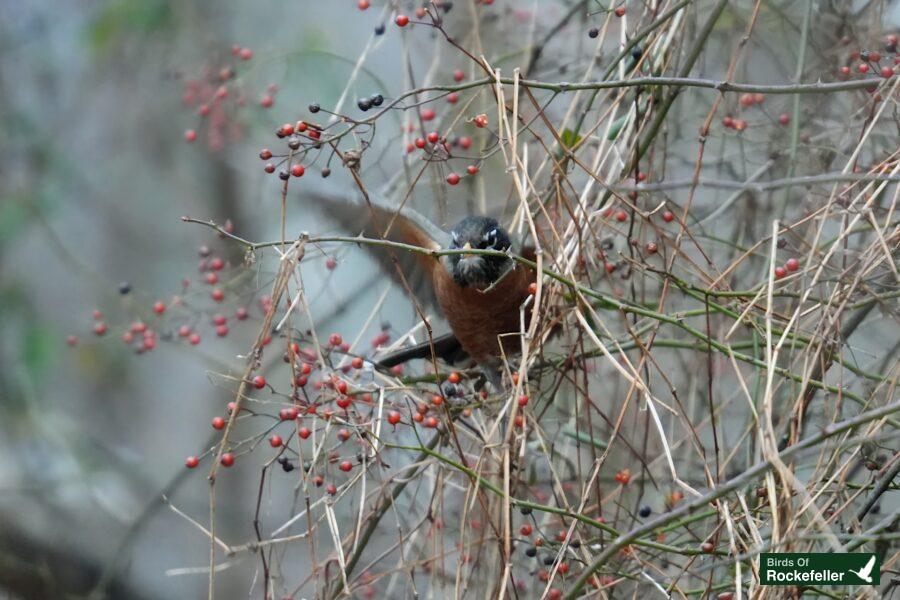 Robin feeding on berries in a bush.