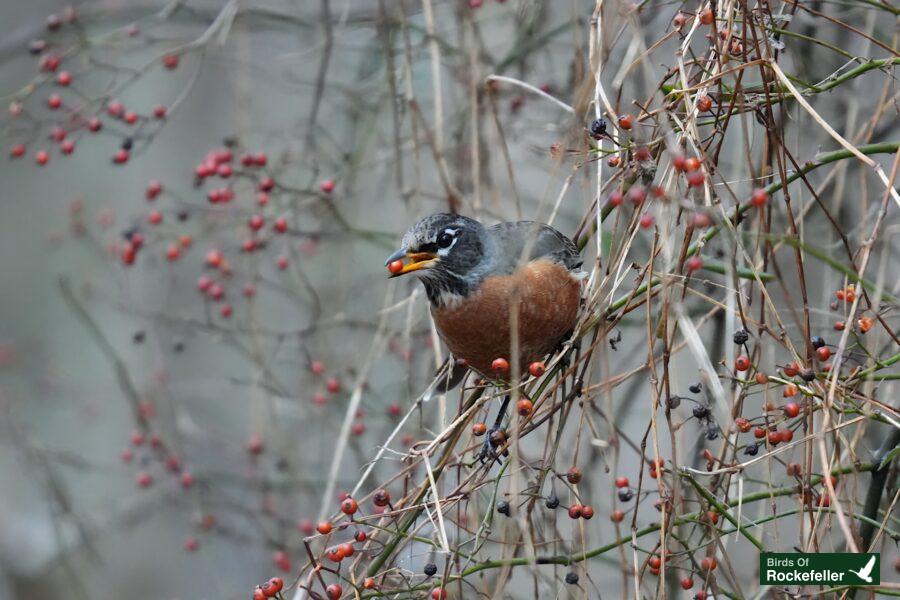 A bird is perched on a branch with berries.