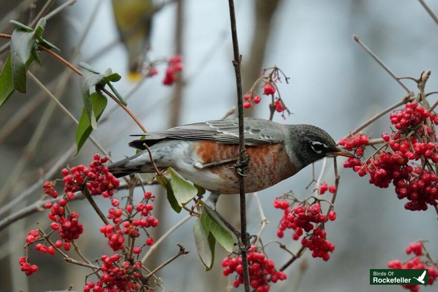 A bird is eating berries on a branch.