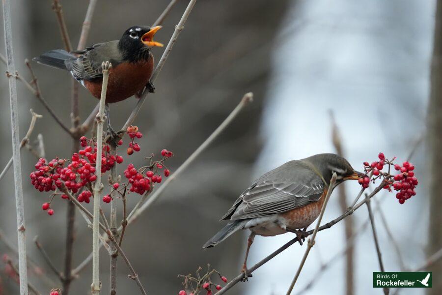 Two birds perched on a branch with red berries.