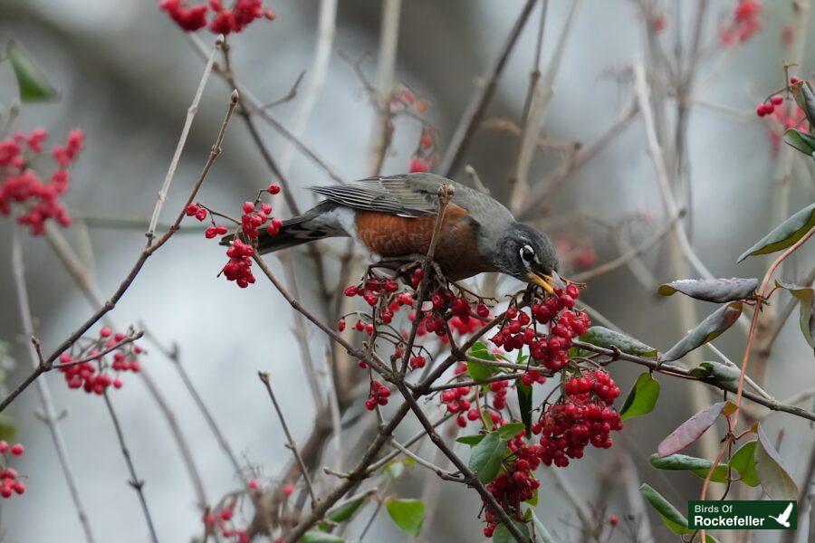 Robin eating red berries on a branch.