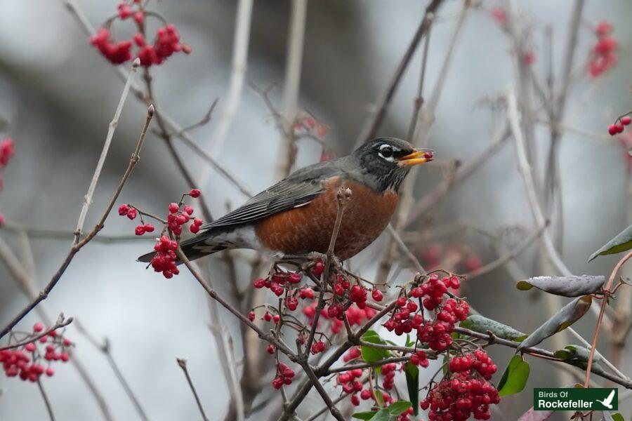 Robin perched on a branch with red berries.