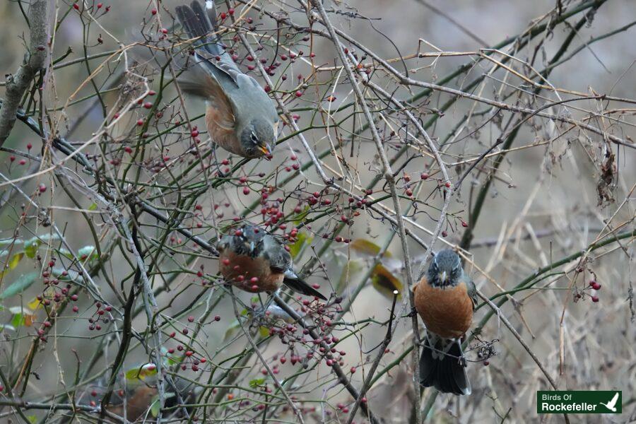 Three birds perched on a branch with berries.