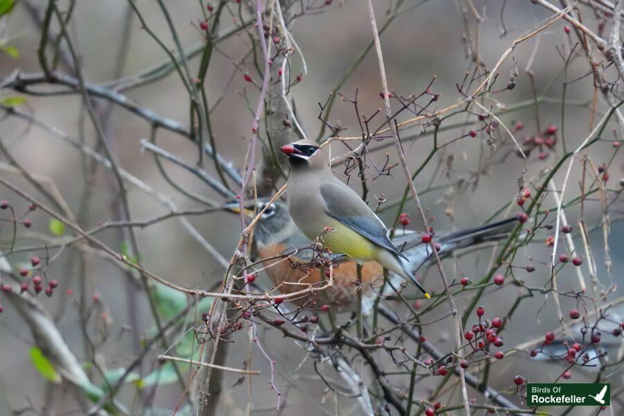 Two birds perched on a branch with berries.