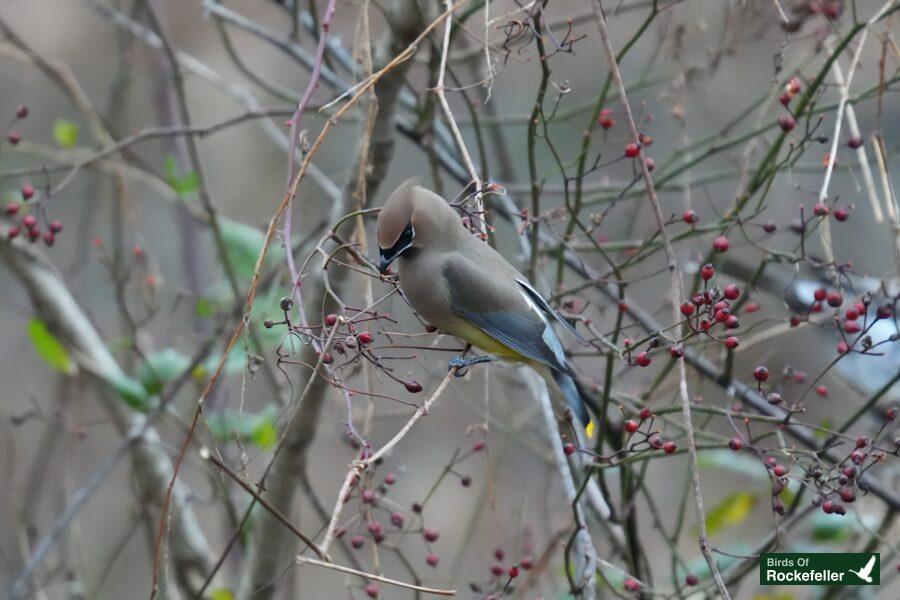 A bird is perched on a branch with berries.