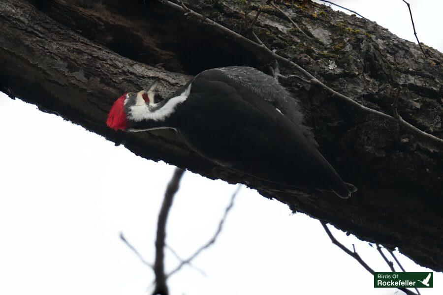 A woodpecker perched on a tree branch.