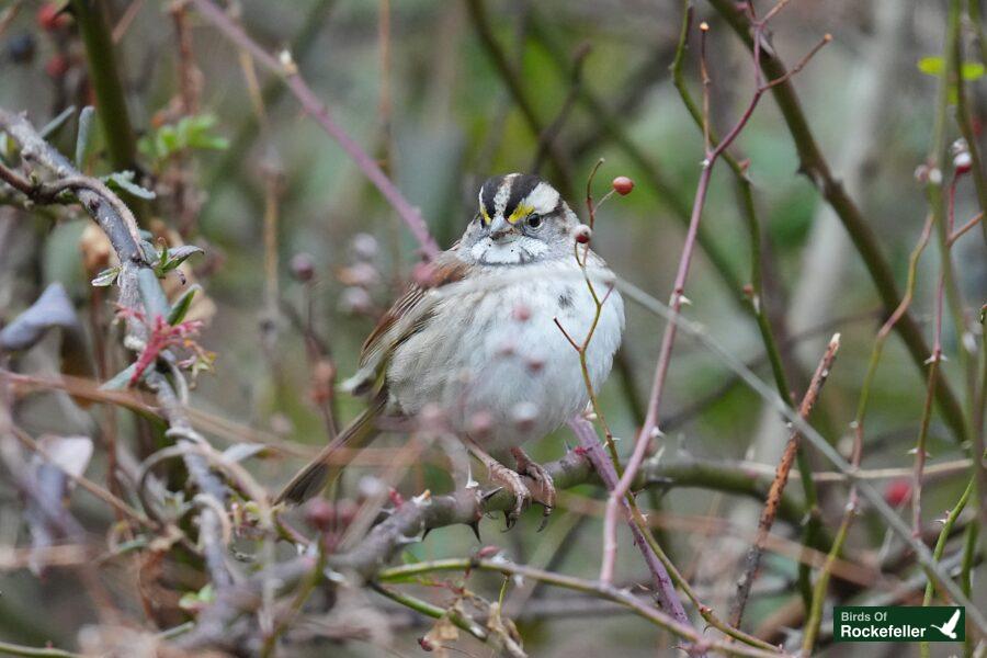 A small bird perched on a branch with berries.