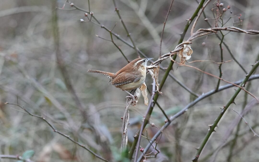 Carolina Wren – Rockefeller State Park Preserve