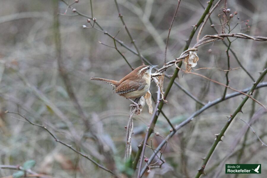 A small brown bird perched on a branch.