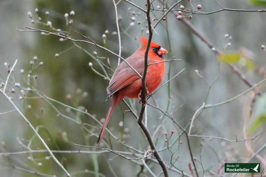 A red cardinal perched on a branch.