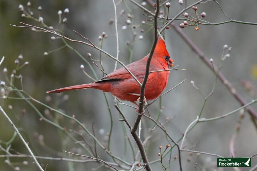 A red cardinal perched on a branch.