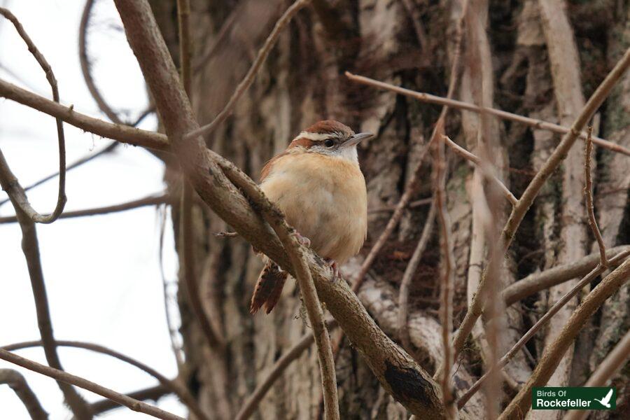 A bird perched on a tree branch.