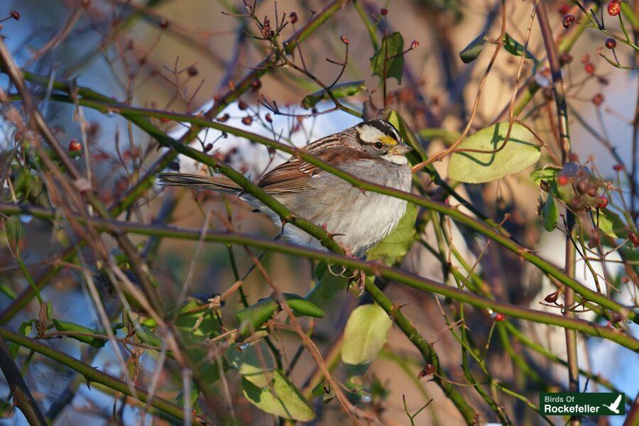 A bird perched on a branch.