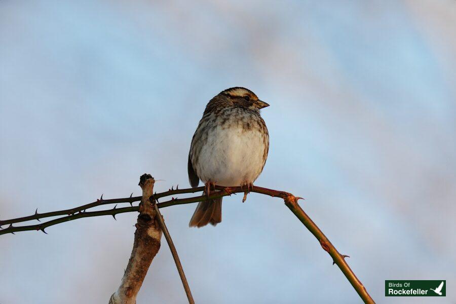 A bird perched on a twig.