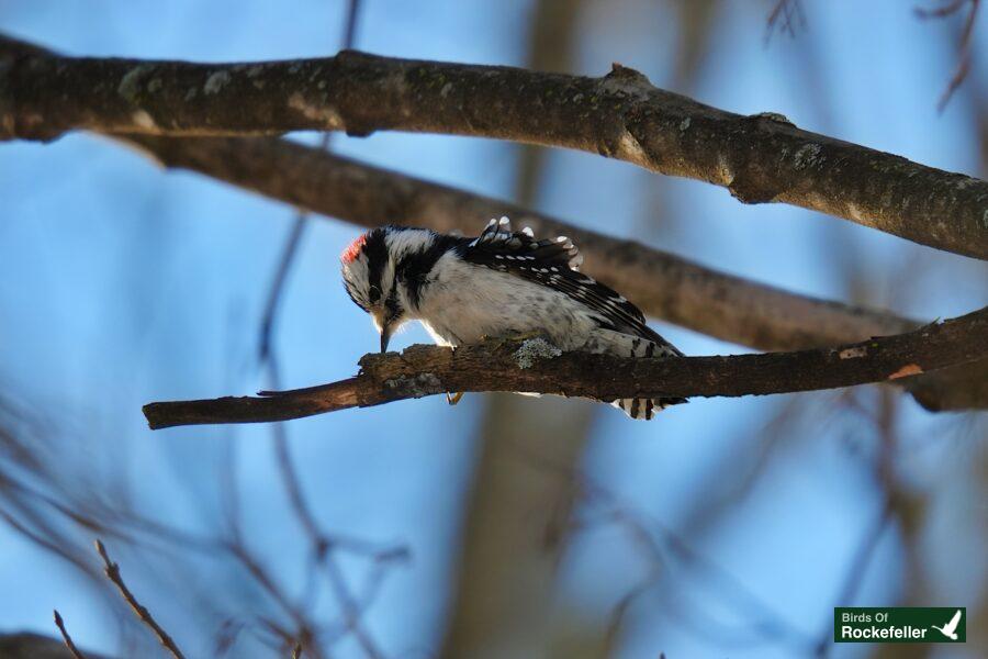 A woodpecker perched on a branch.