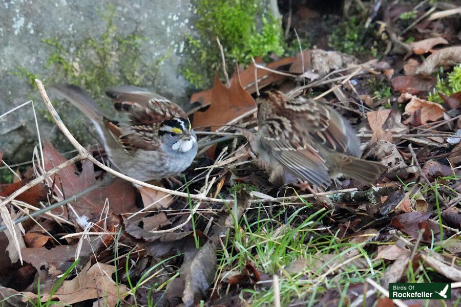 Two sparrows fighting on the ground.