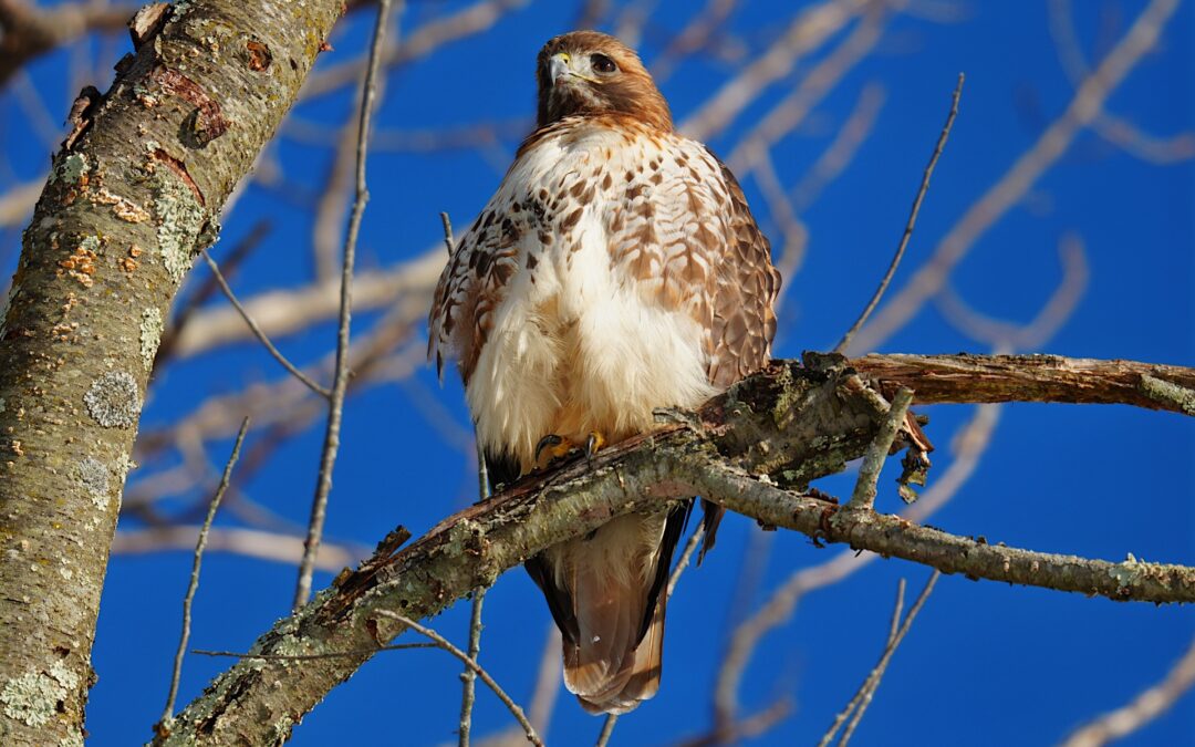 Frequently Asked Questions About The Red-Tailed Hawk