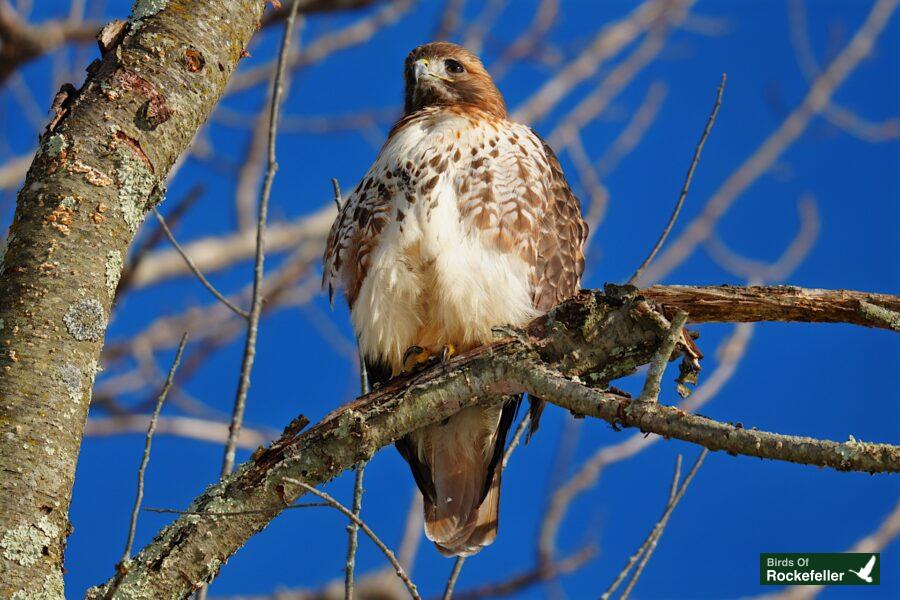 A hawk perched on a tree branch.