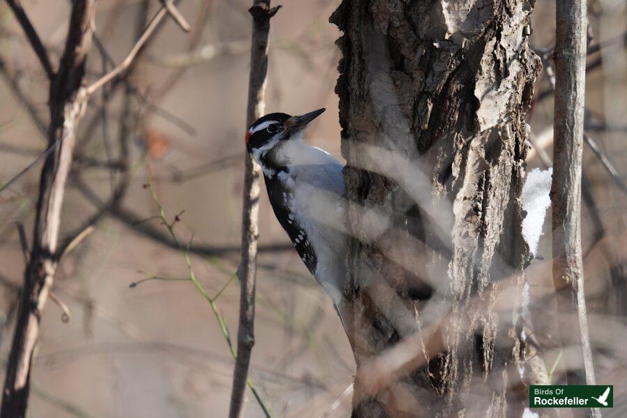 A woodpecker perched on a tree in the woods.