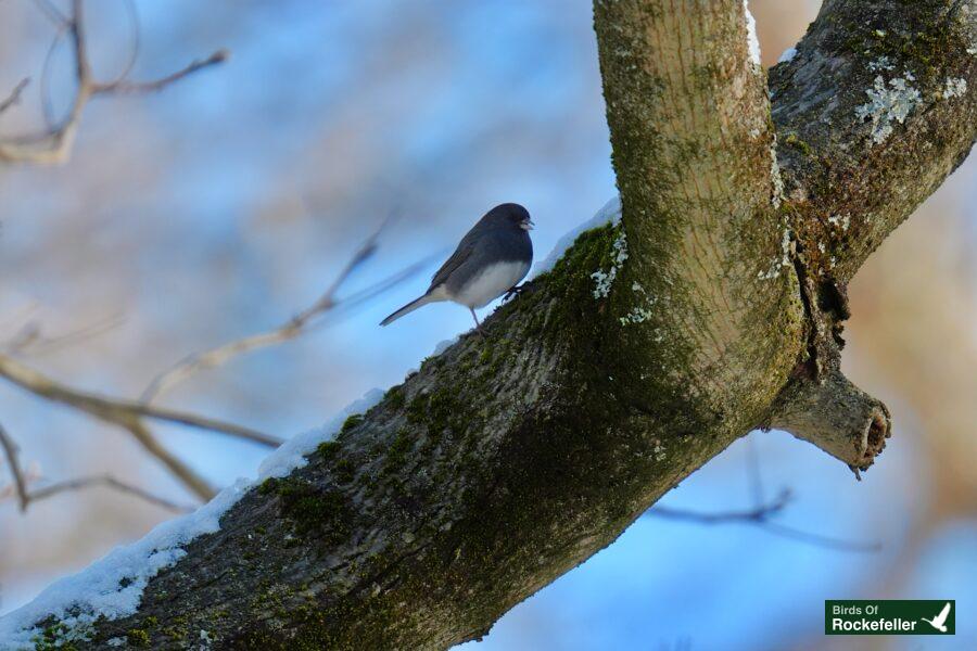 A bird is sitting on a branch with snow on it.