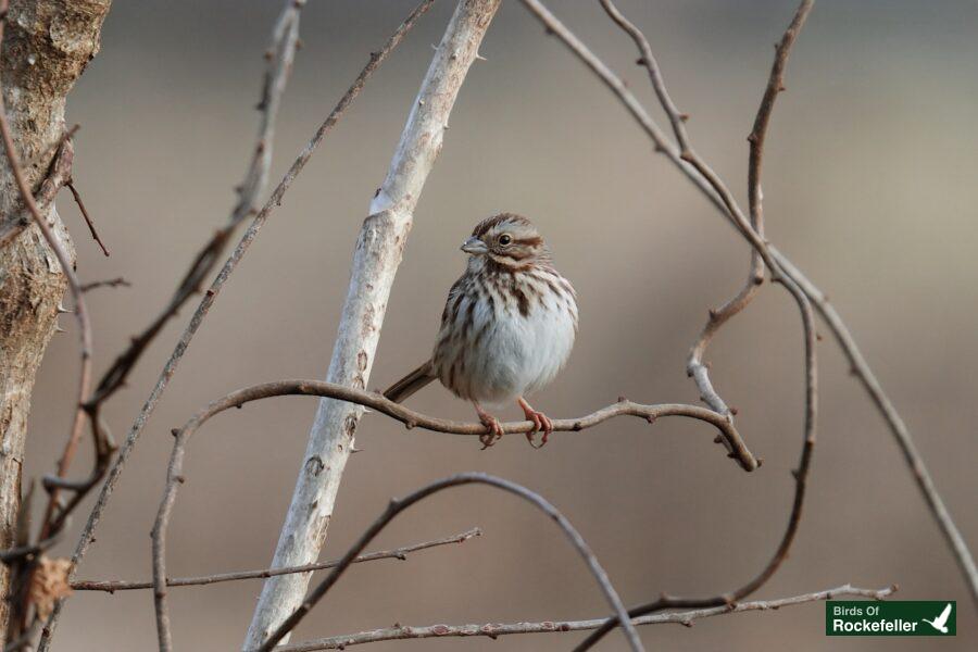 A bird sitting on a branch.