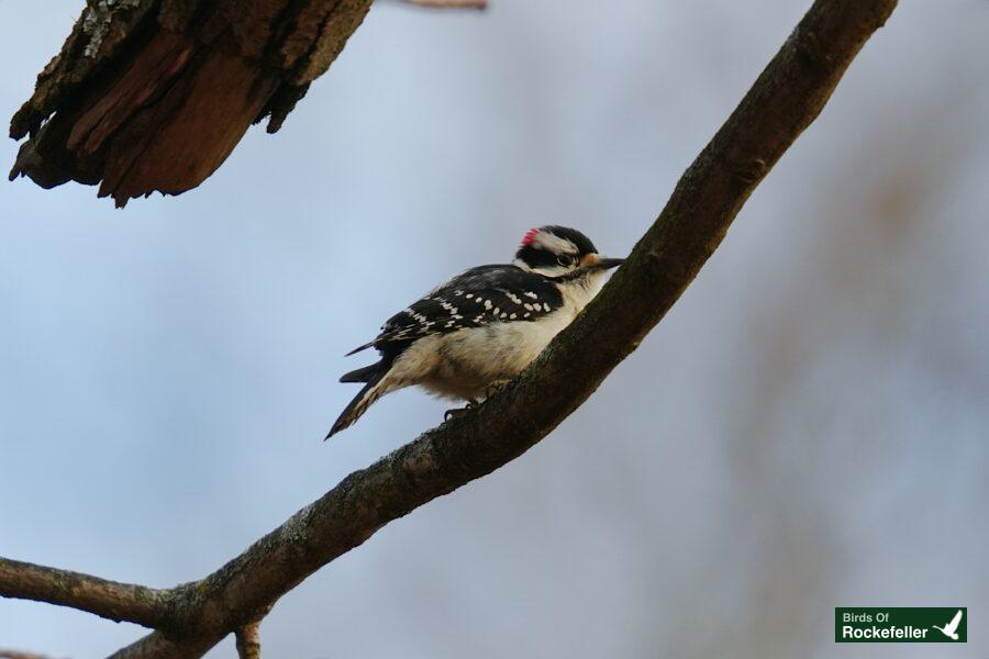 A bird on a branch.