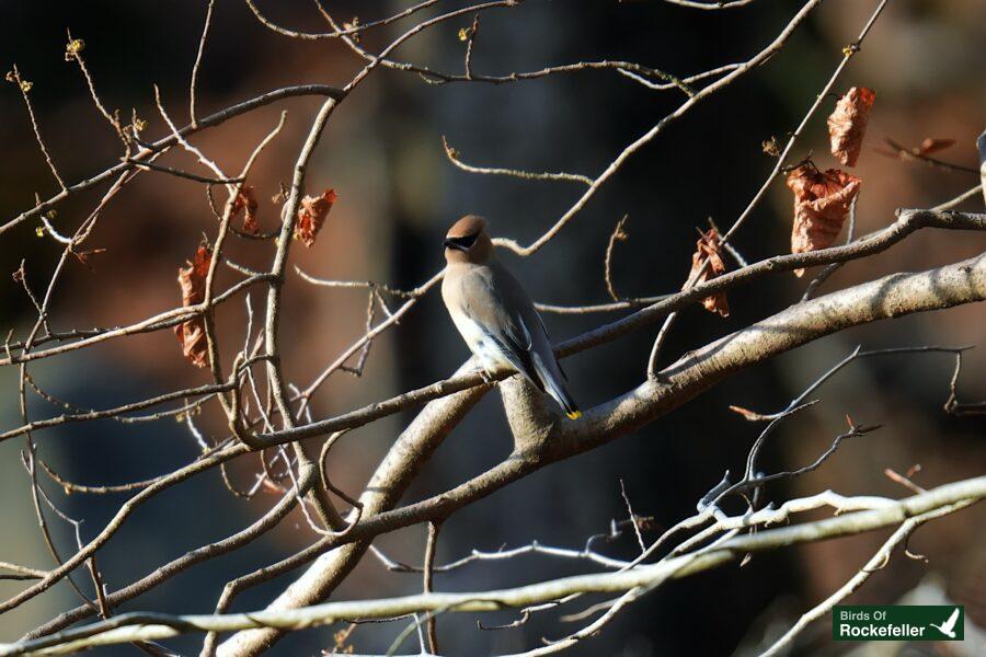 A bird sitting on a branch.