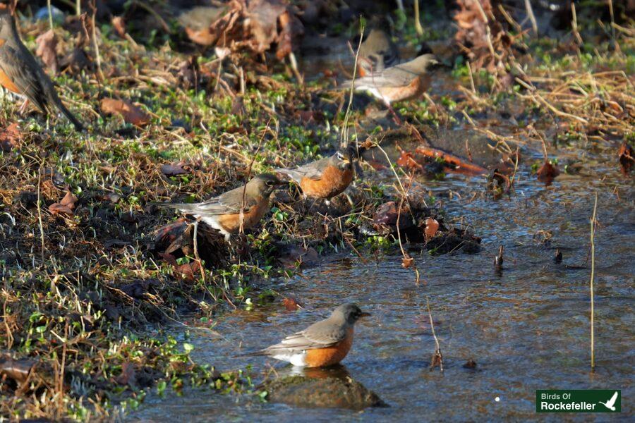 A group of birds in a stream.