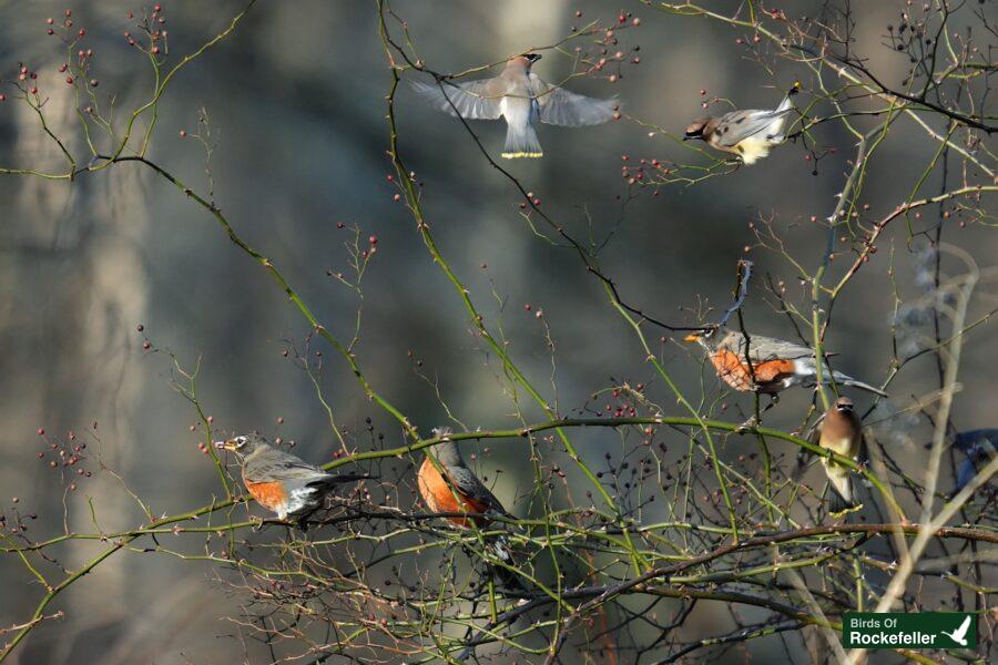 A group of birds on a tree branch.