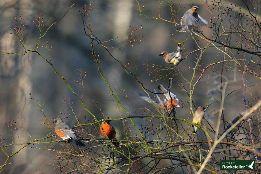 A group of birds perched on a tree branch.