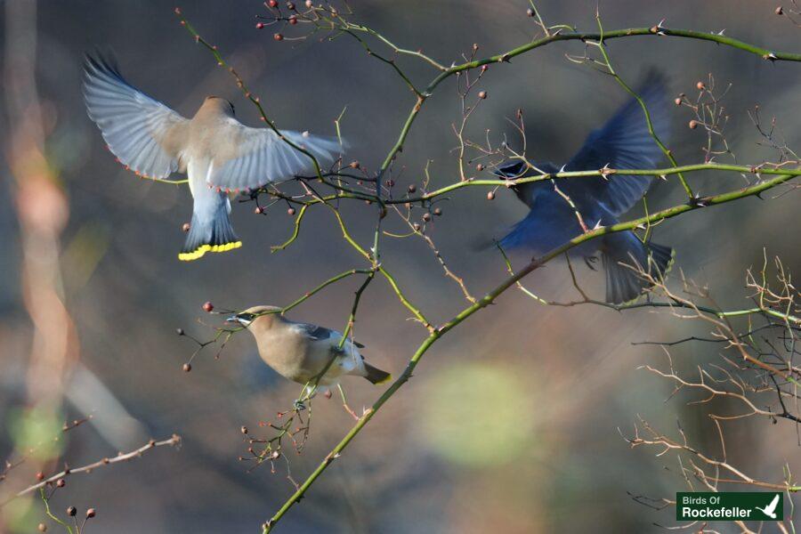 A group of birds are sitting on a tree branch.