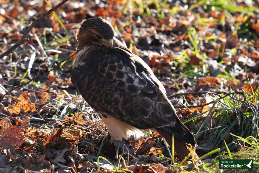 A red-tailed hawk standing on the ground.