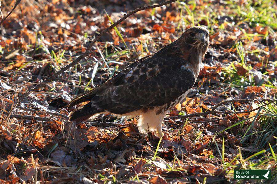 A red tailed hawk standing on the ground.