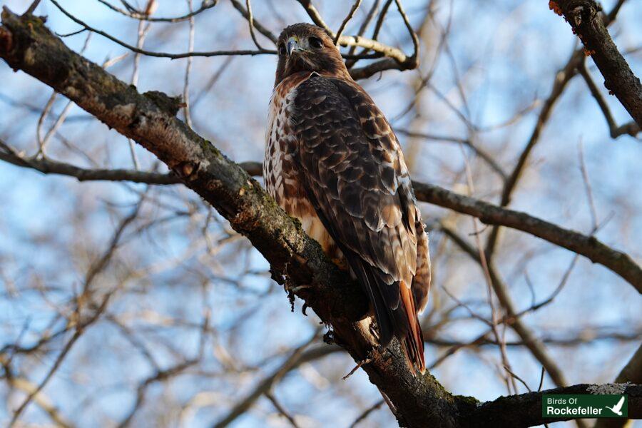 A red tailed hawk perched on a tree branch.