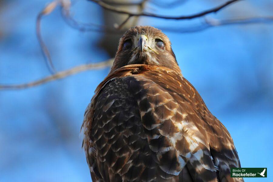 A red tailed hawk is sitting on a branch.