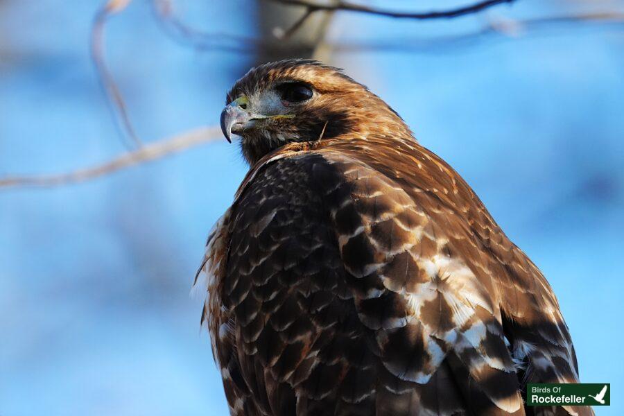 A red tailed hawk is sitting on a branch.