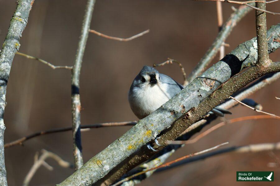 A bird perched on a bare tree branch.