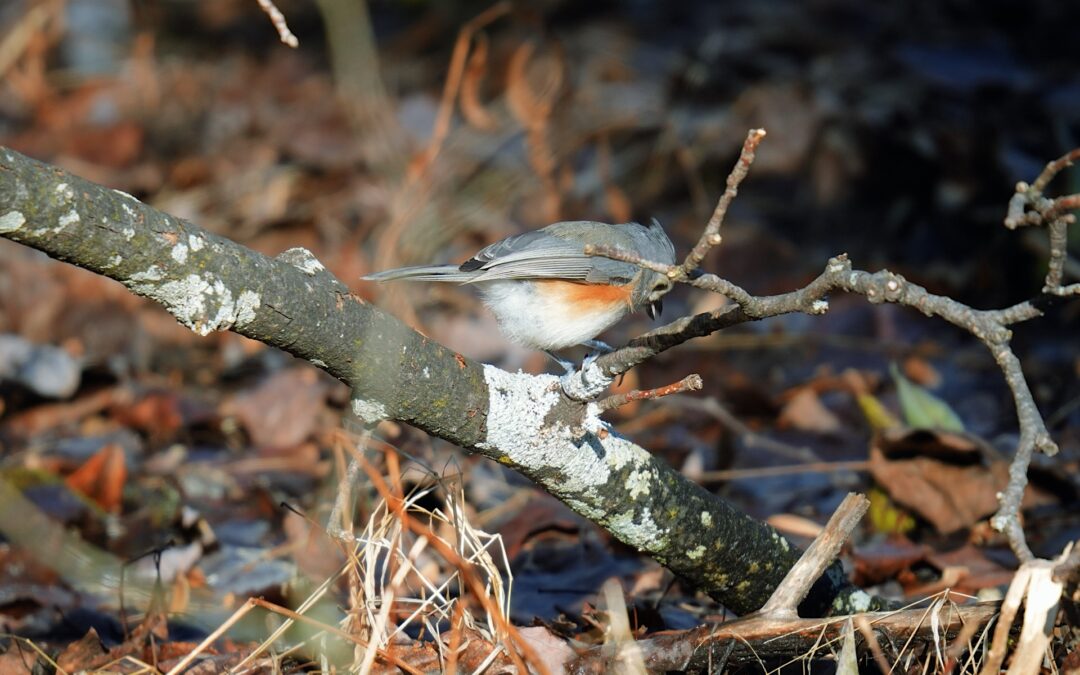 Tufted Titmouse – Rockefeller State Park Preserve