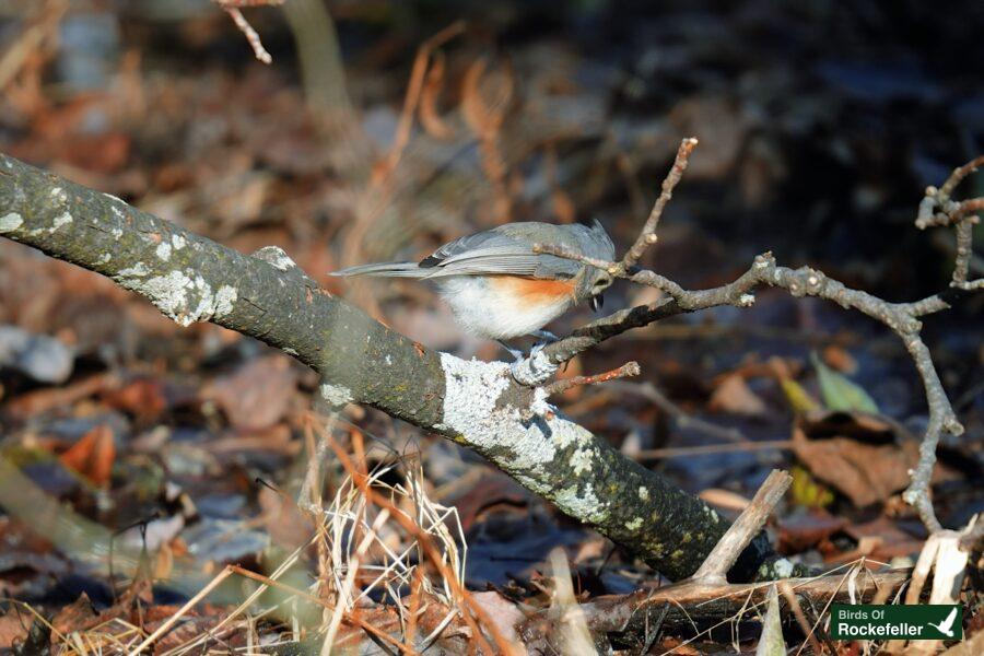 A bird perched on a branch in the woods.