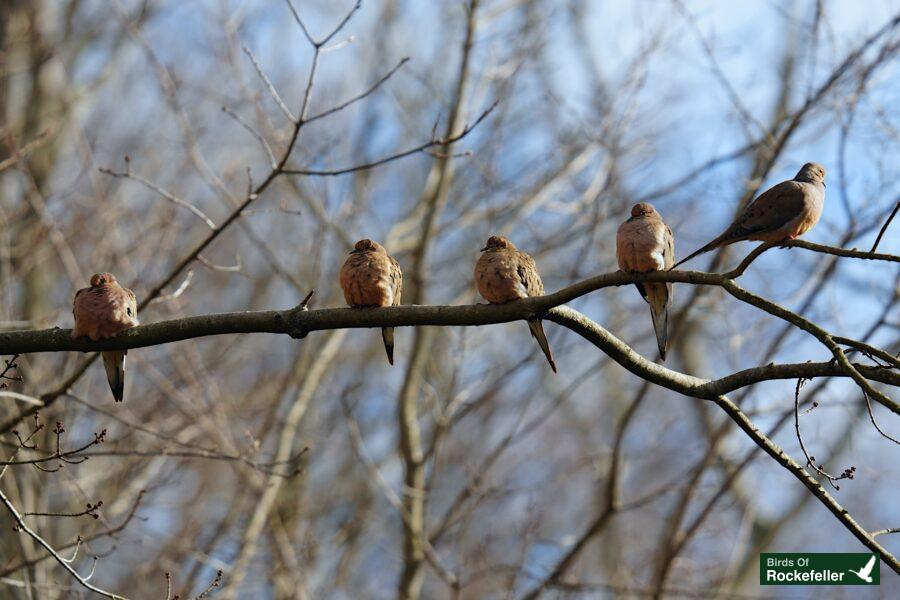 A group of birds sitting on a branch.