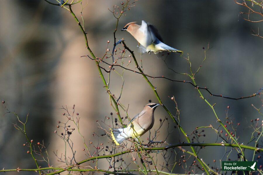 Two birds perched on a tree branch.