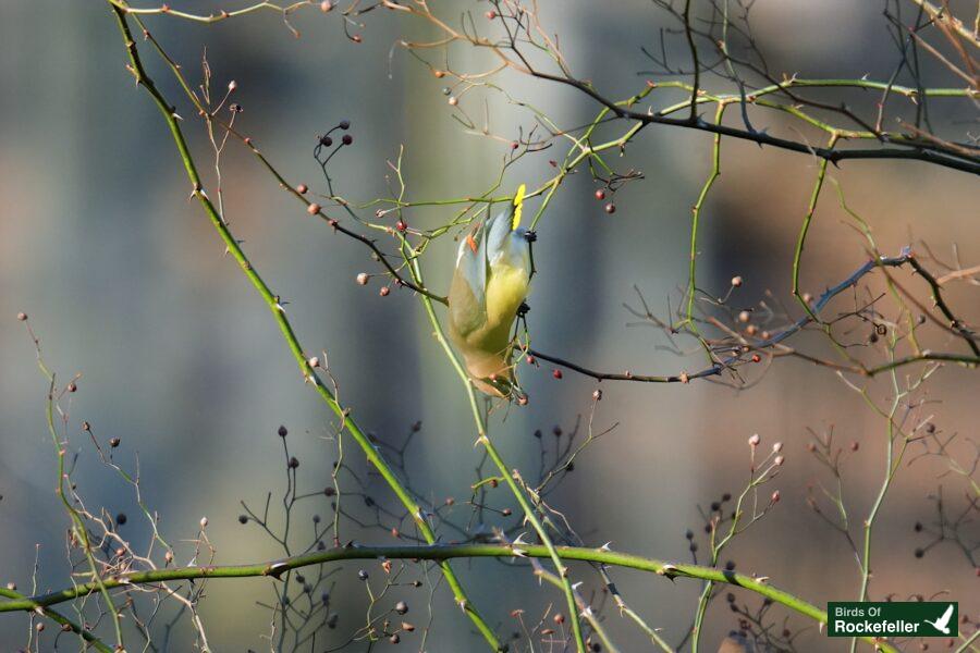 A bird is hanging from a tree branch.