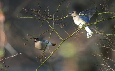 Cedar Waxwing – Rockefeller State Park Preserve