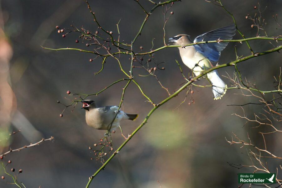 Two birds perched on a bare tree branch.