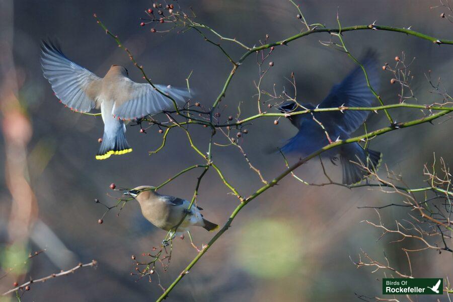 Birds flying birds on a branch.